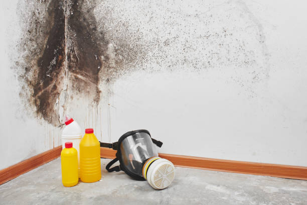 Office Mold Removal Services in Oregon, OH