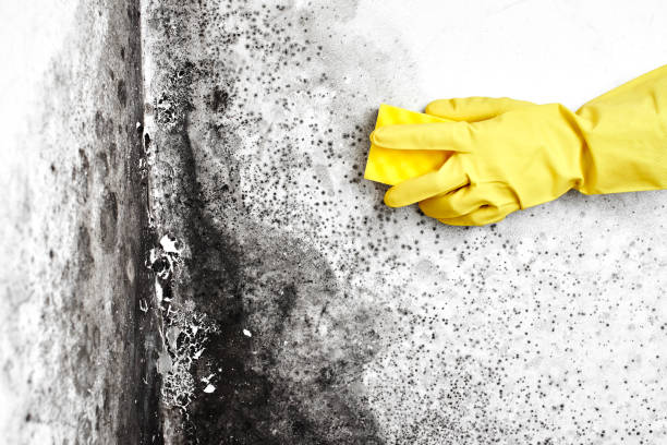 Best Commercial Mold Removal  in Oregon, OH