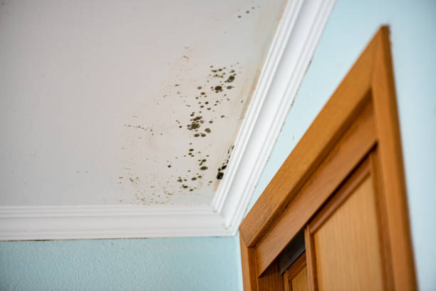 Best Local Mold Removal Service  in Oregon, OH