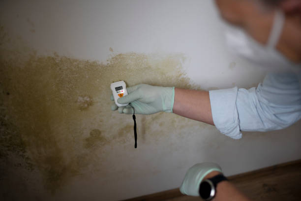 Best Certified Mold Removal  in Oregon, OH