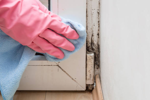 Best Mold Damage Repair  in Oregon, OH